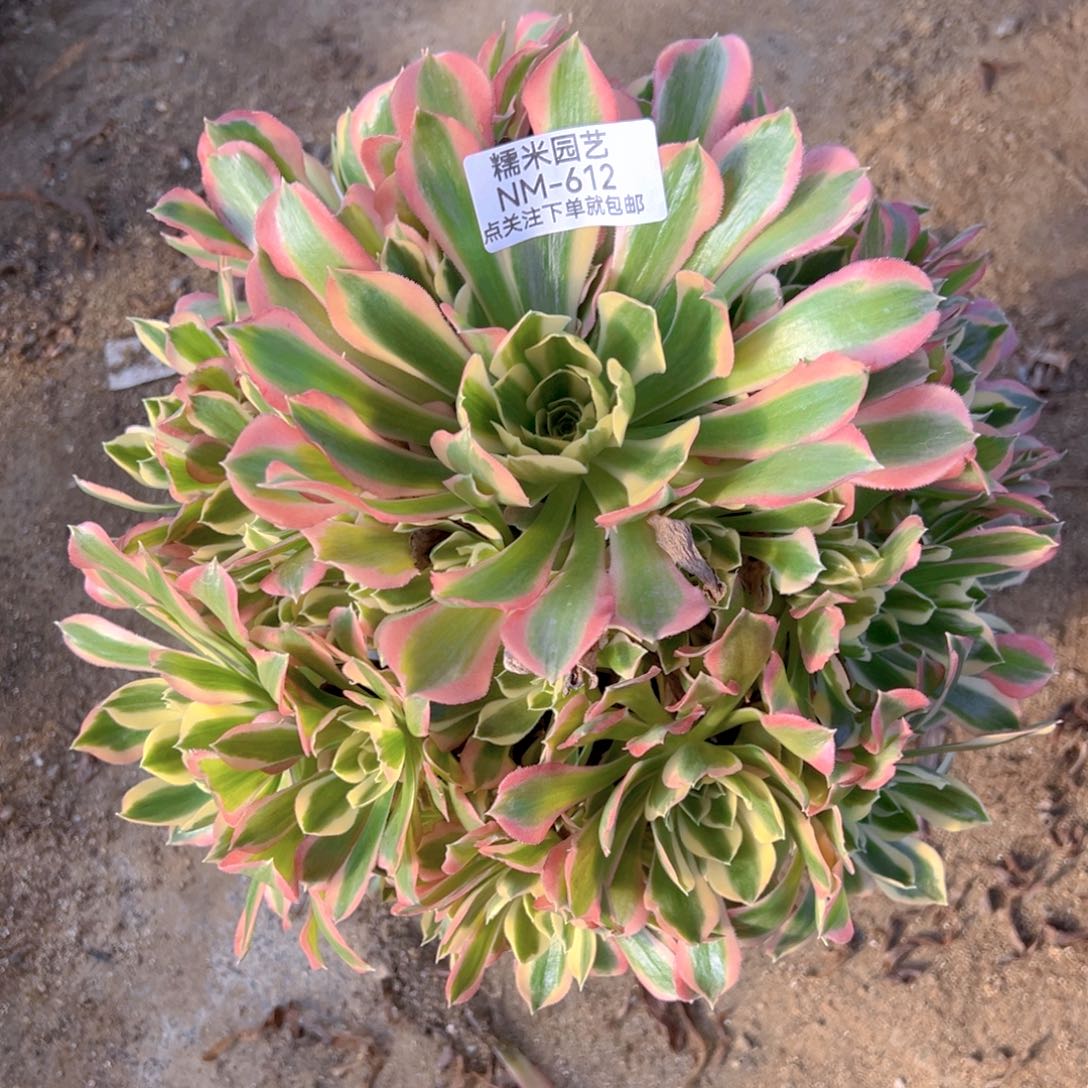 白凤多肉植物612