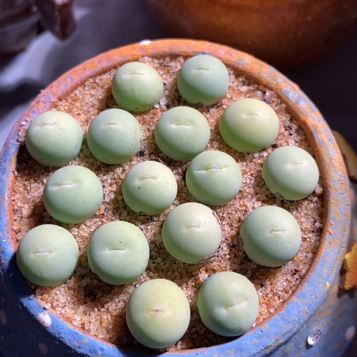 鸽子蛋一颗 1厘米