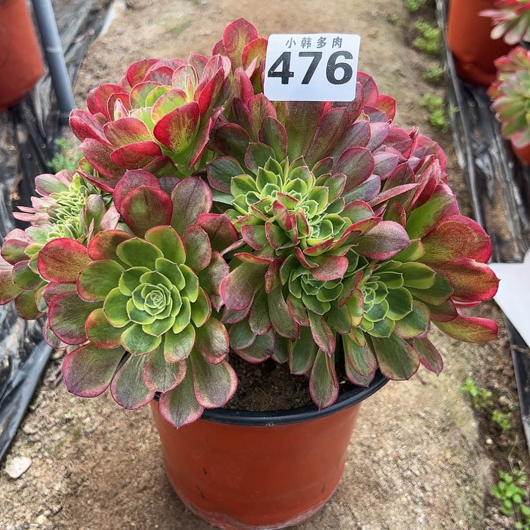 476奶白锦缀化法师一