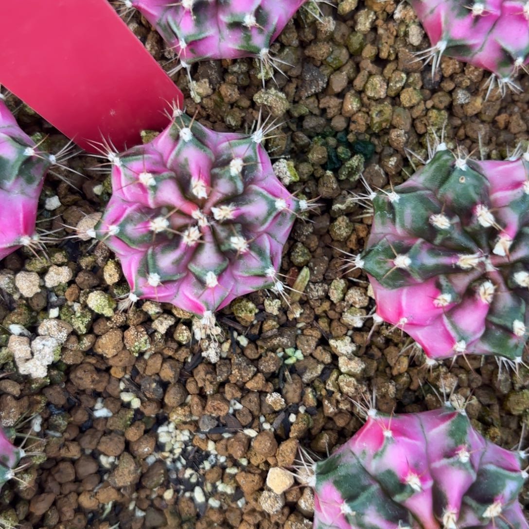 L514-1213泰国发货 粉钻