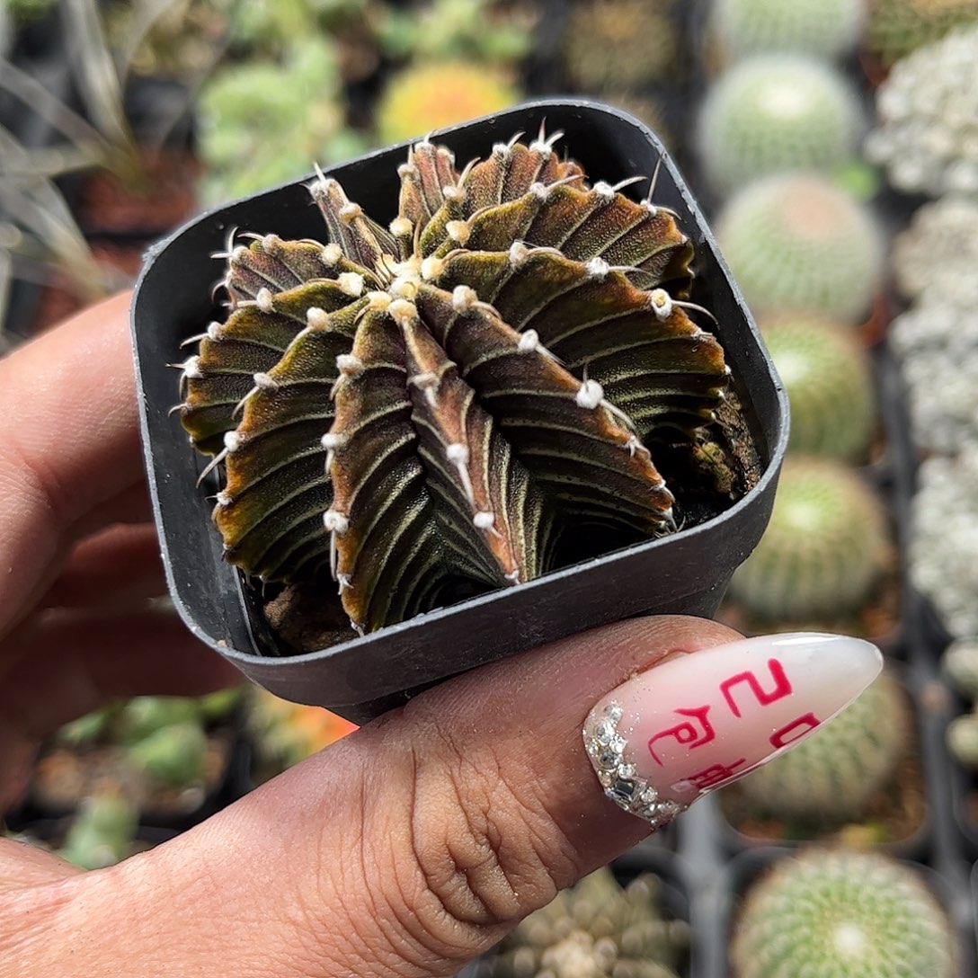 精品肋骨牡丹单头发货