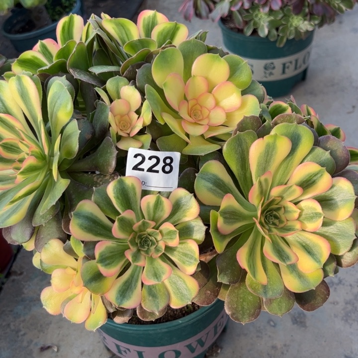 228雅典娜朵朵30厘米左右