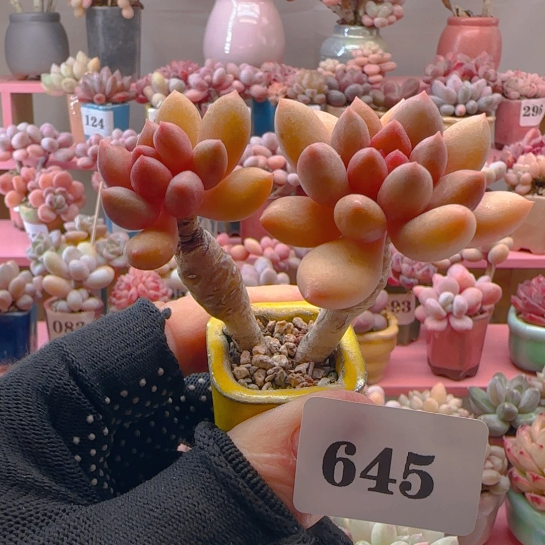 宝石美人645 ，带盆土发货，满38包邮非偏远。