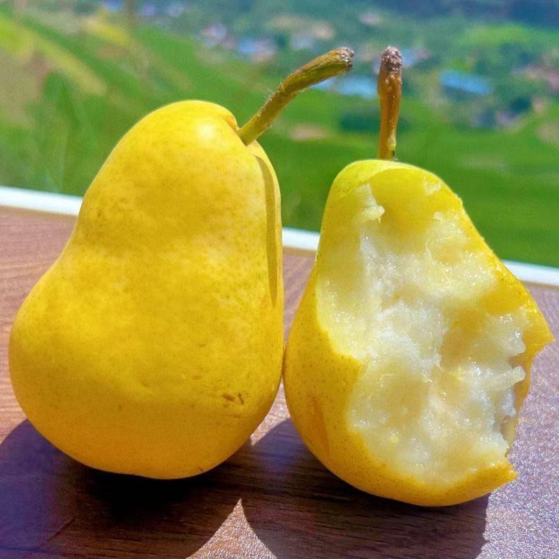 正宗甘肃高山太婆梨 香蕉梨 新鲜应季香甜软糯多汁水果 顺丰包邮