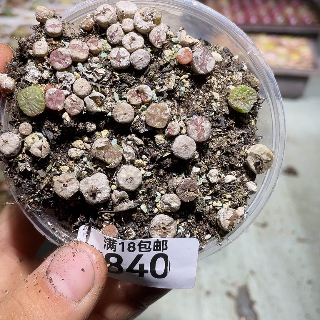 840当天凑满十八元包邮生石花