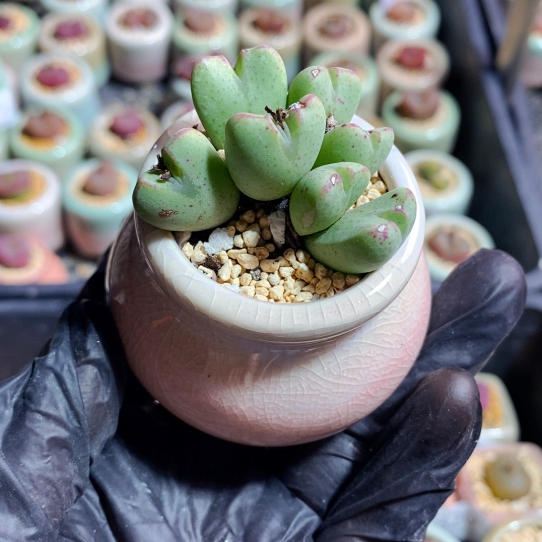 3898-一物一拍 带盆