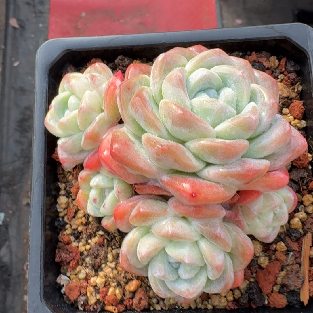 11厘米的尺寸一物一拍的