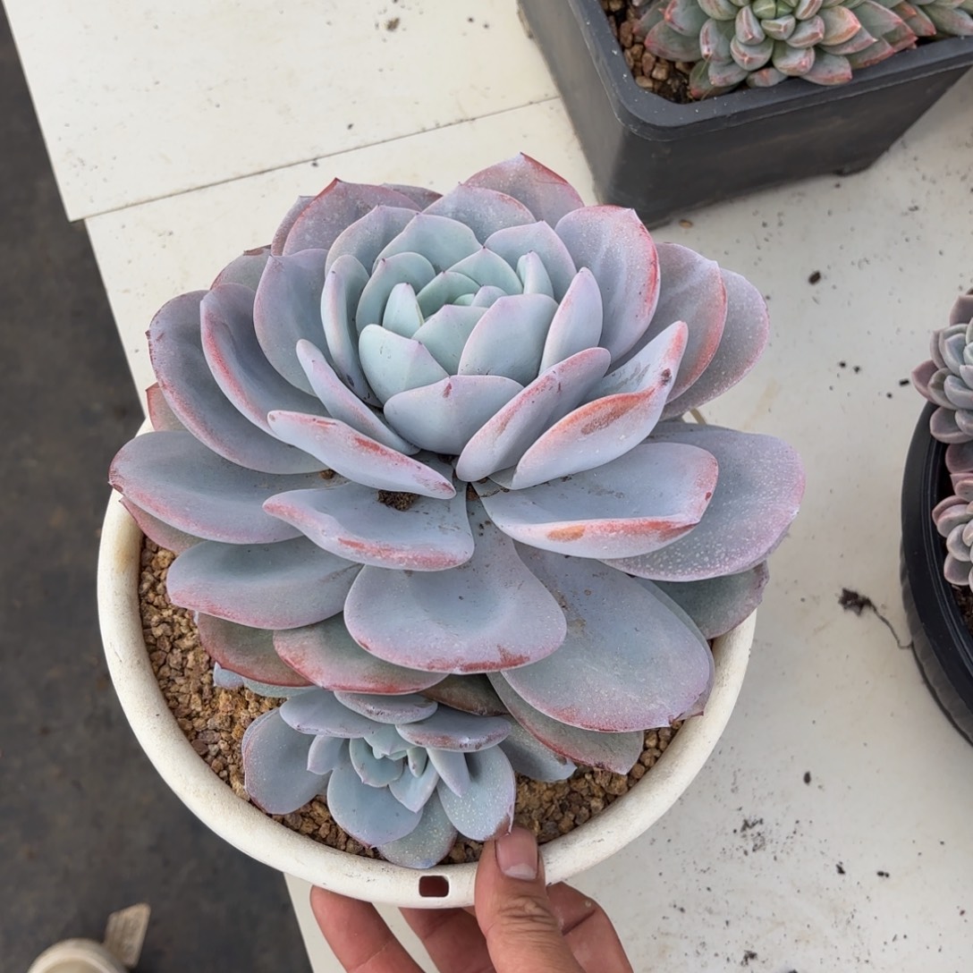 1809奶茶多肉植物