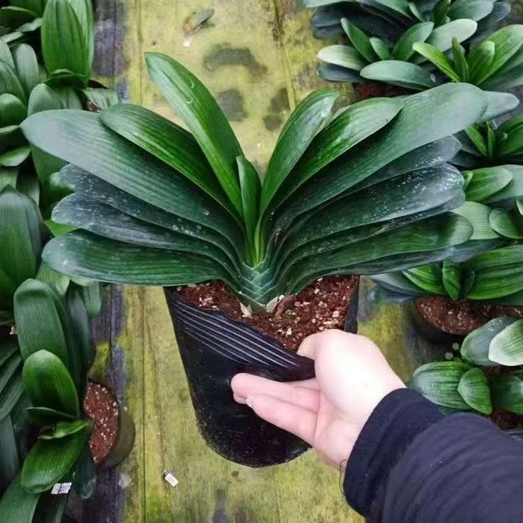 精品元宝君子兰【10叶以上】盆栽绿植好养活四季开花