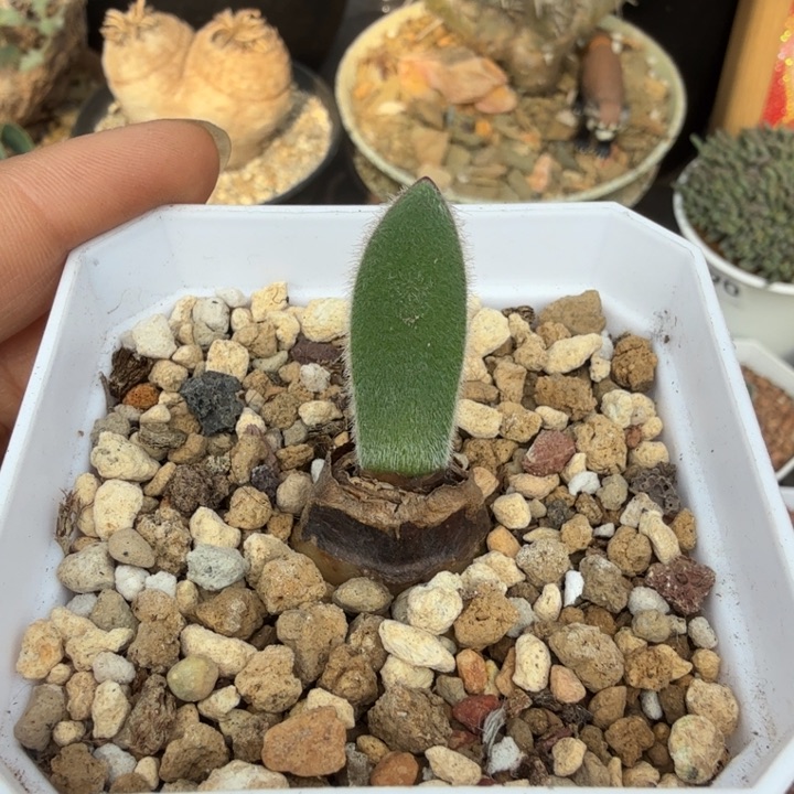 毛叶雪莲（满28包邮）