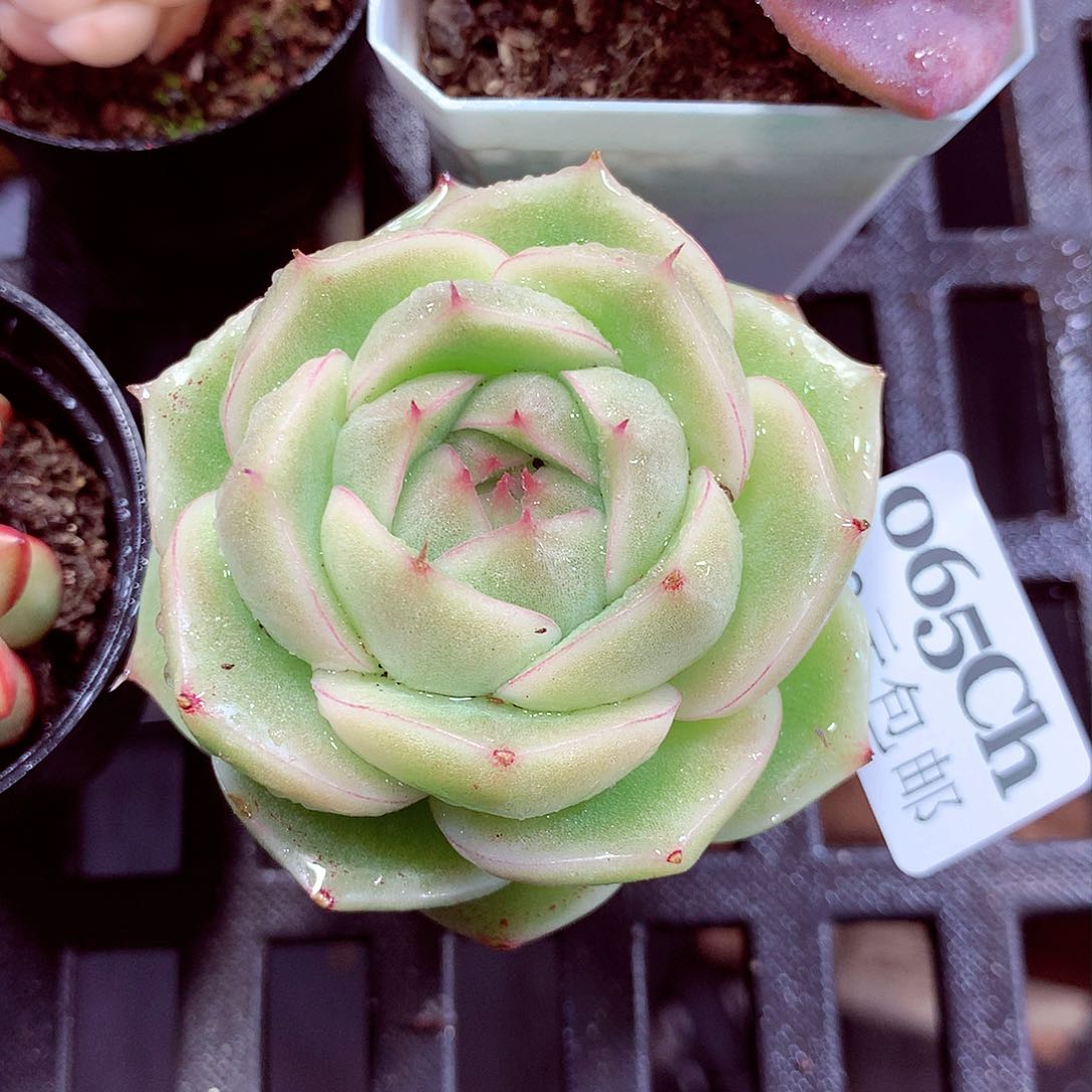 5厘米盆精控多肉065