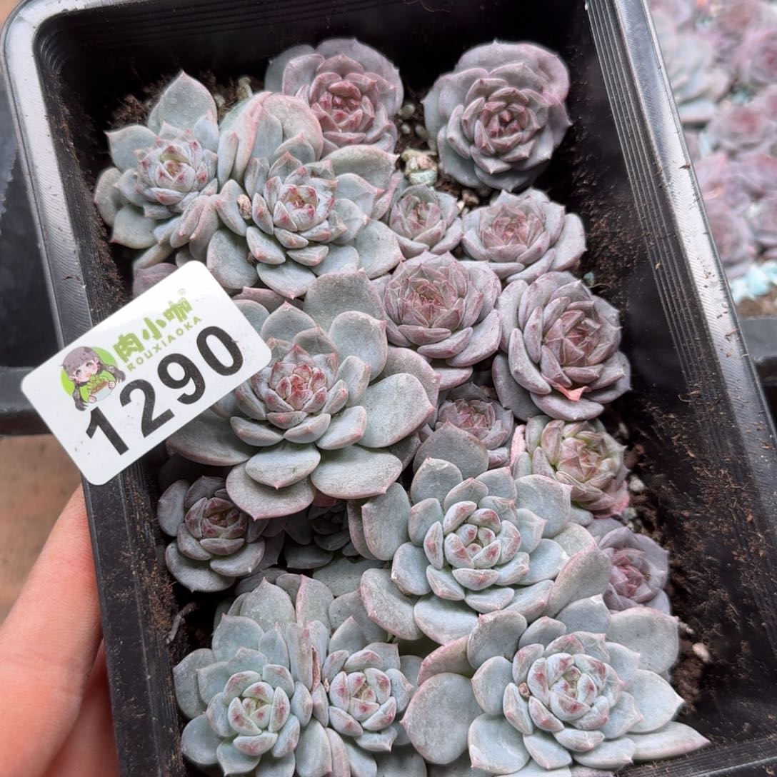 S***y多肉植物多肉植物