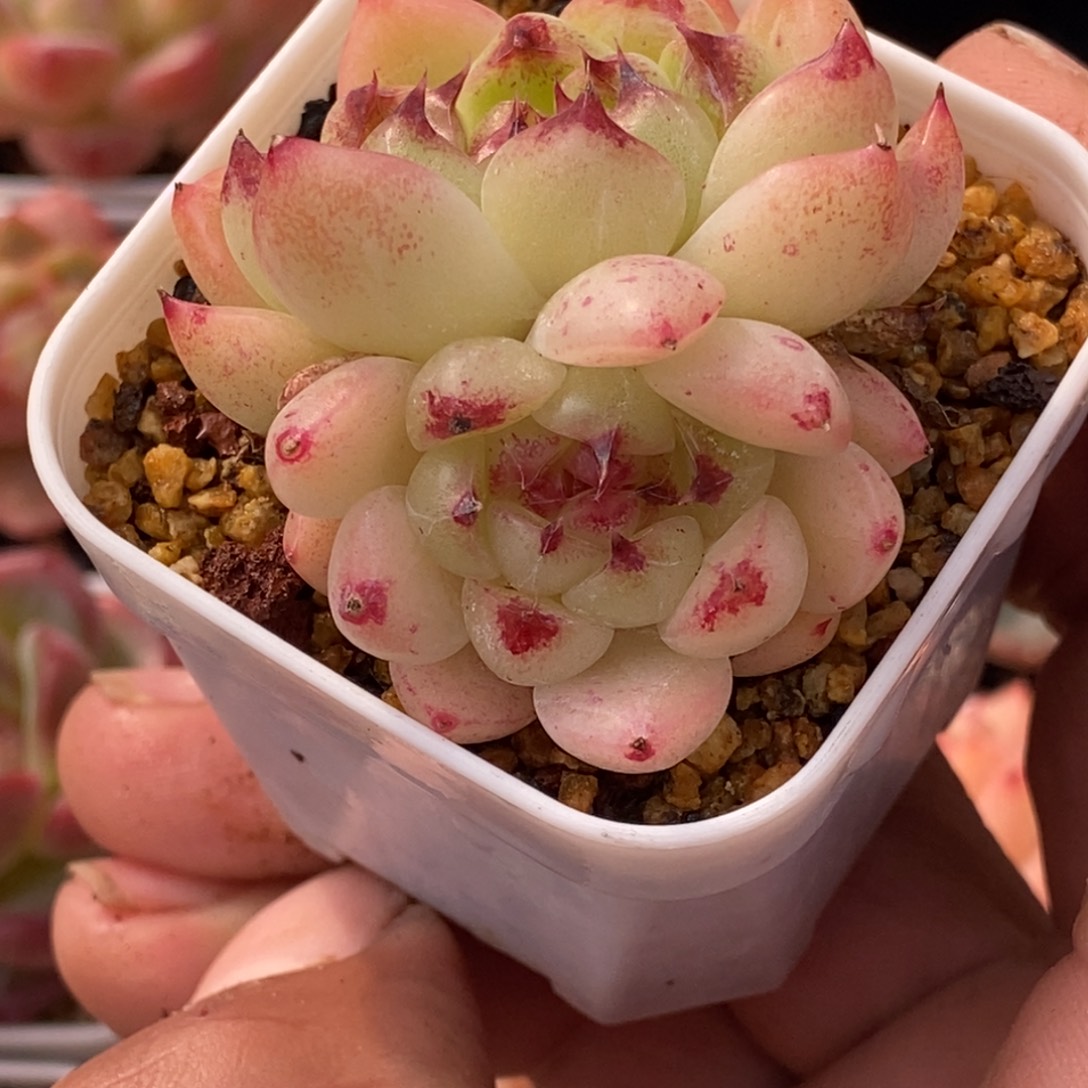 天官赐福百无禁忌