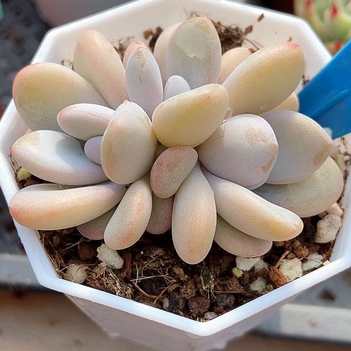 多肉植物粉兔888