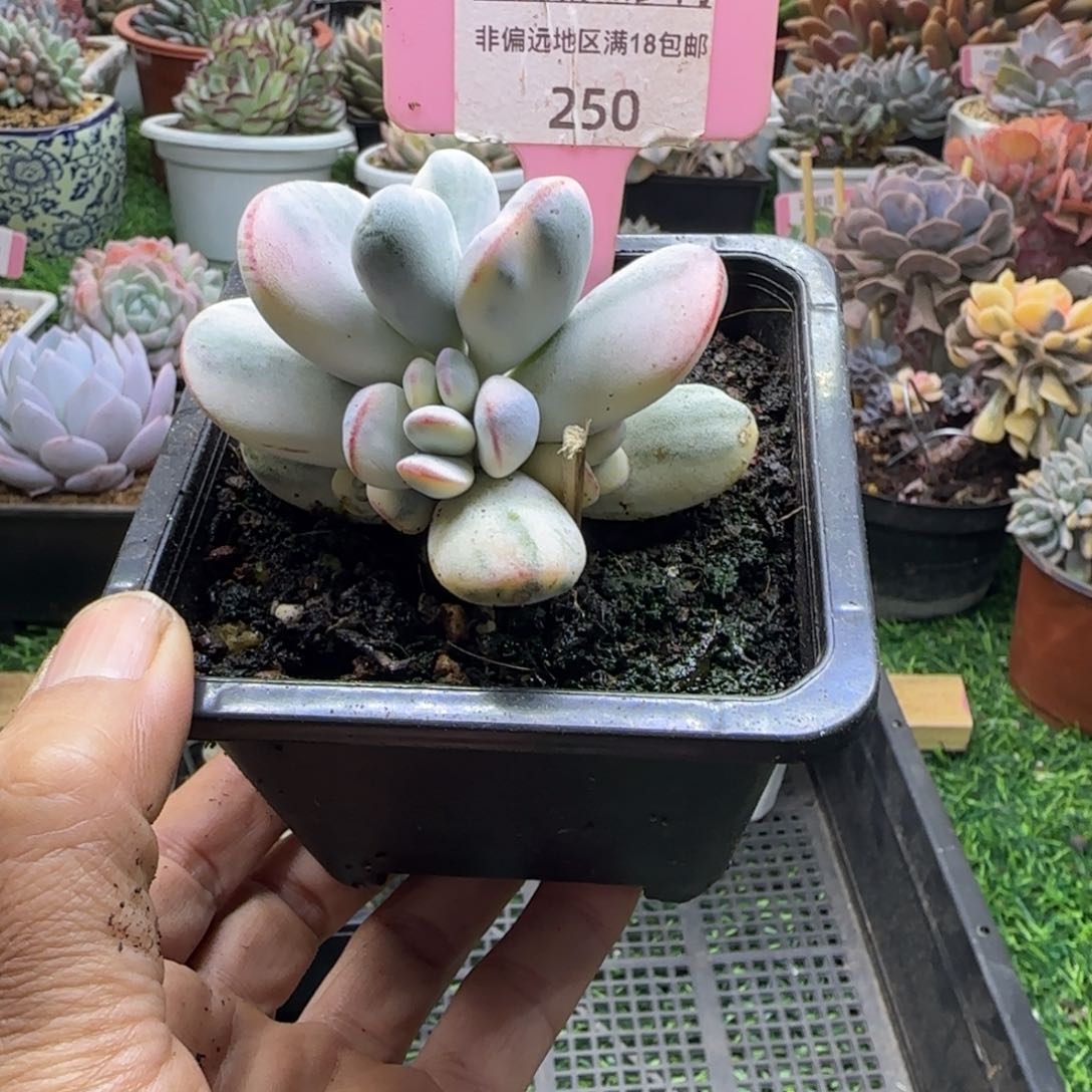 锦安精品多肉植物250