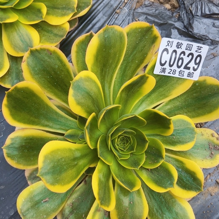 香炉盘黄锦多肉植物法师0629