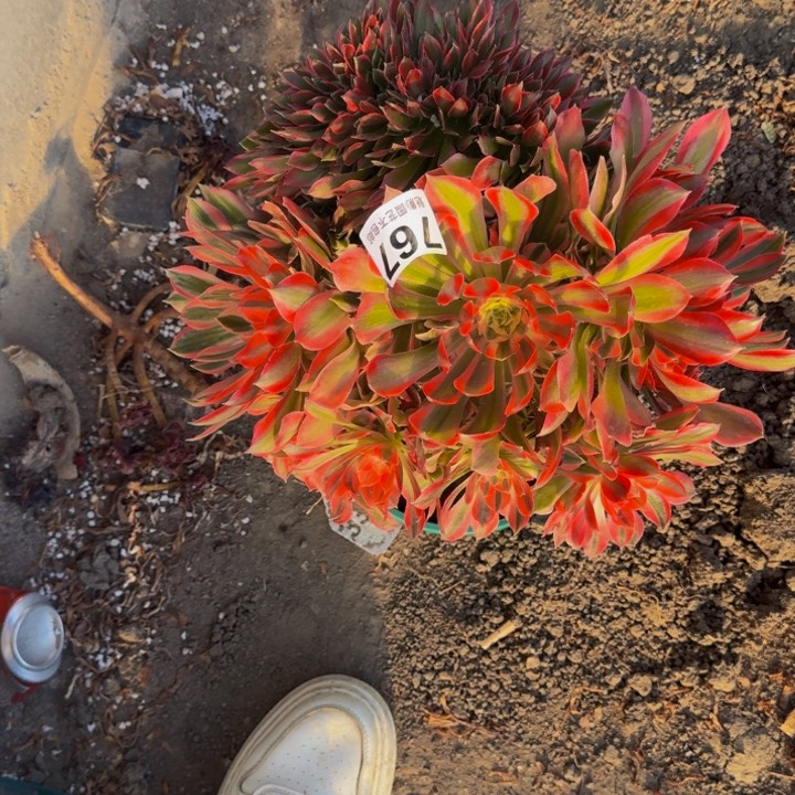 新月花29-40包邮花花