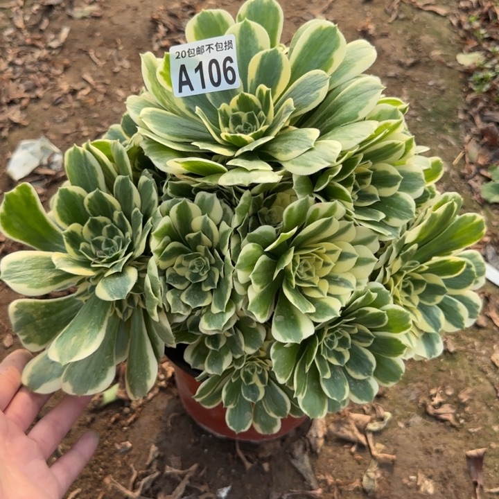 迈巴赫……多肉植物……