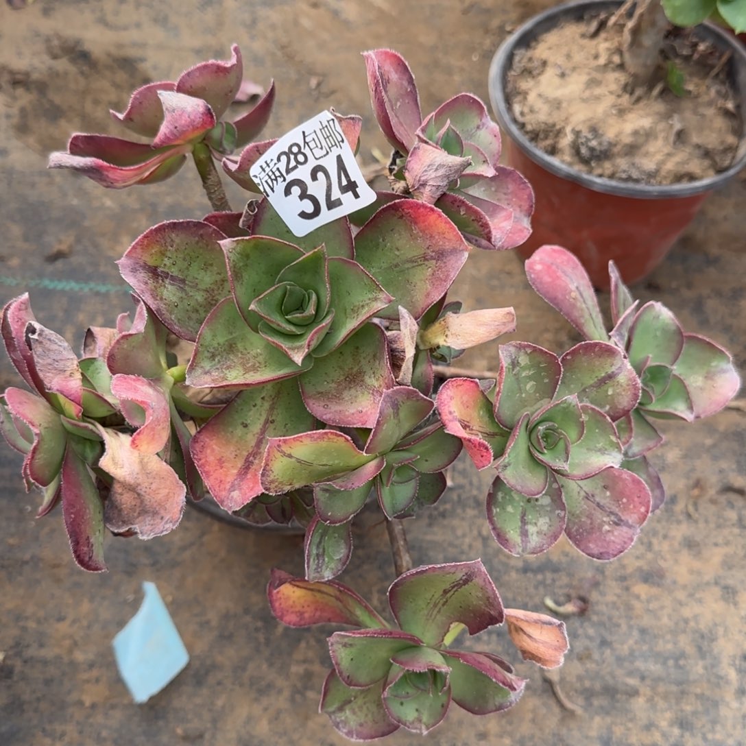 红富士多肉324满28包邮断枝不包