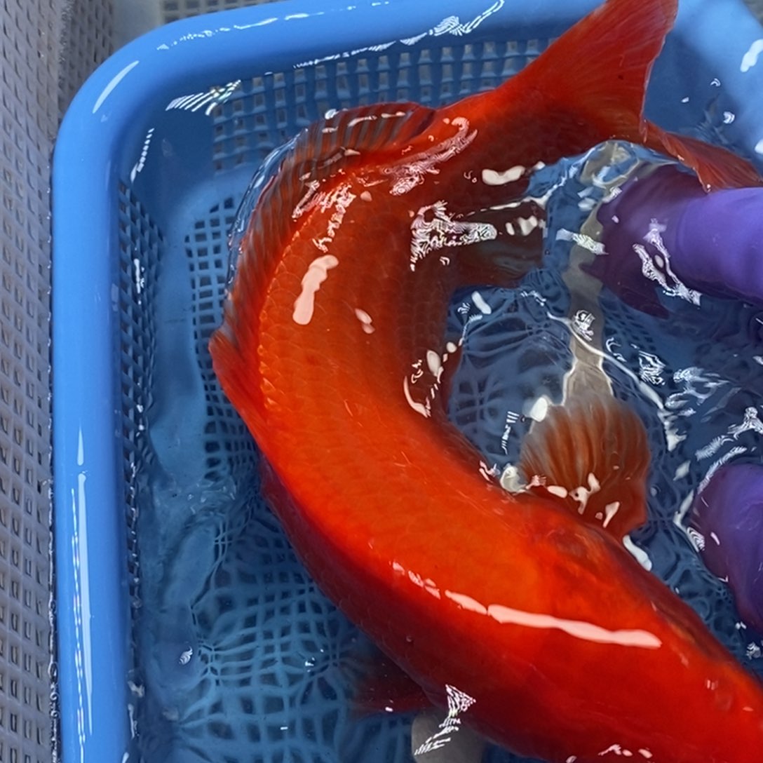 锦鲤冷水锦鲤包邮