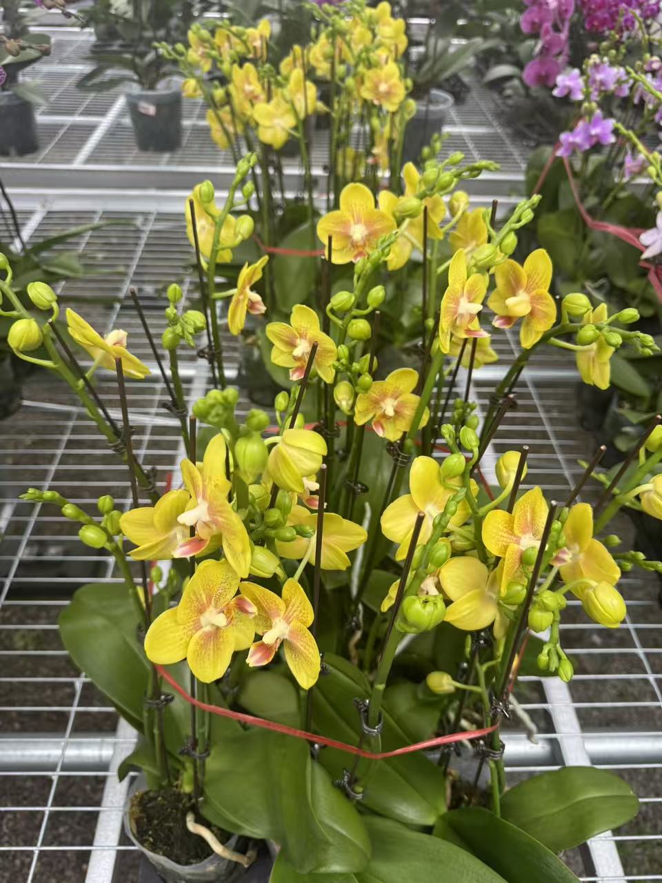 兰屿 LYSLAND【原生种后代3.0寸】蝴蝶兰鲜花盆栽