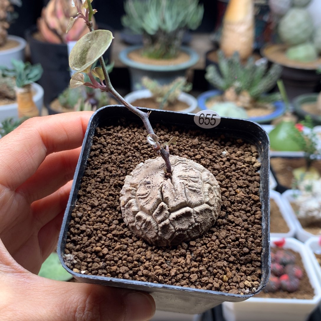 南非龟甲龙带盆655