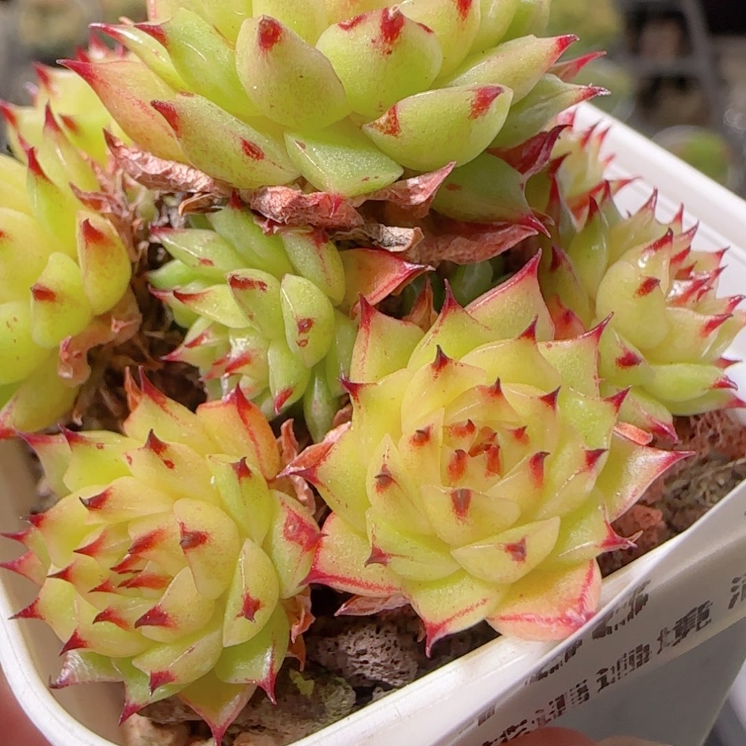 花语逸镜1104-168散