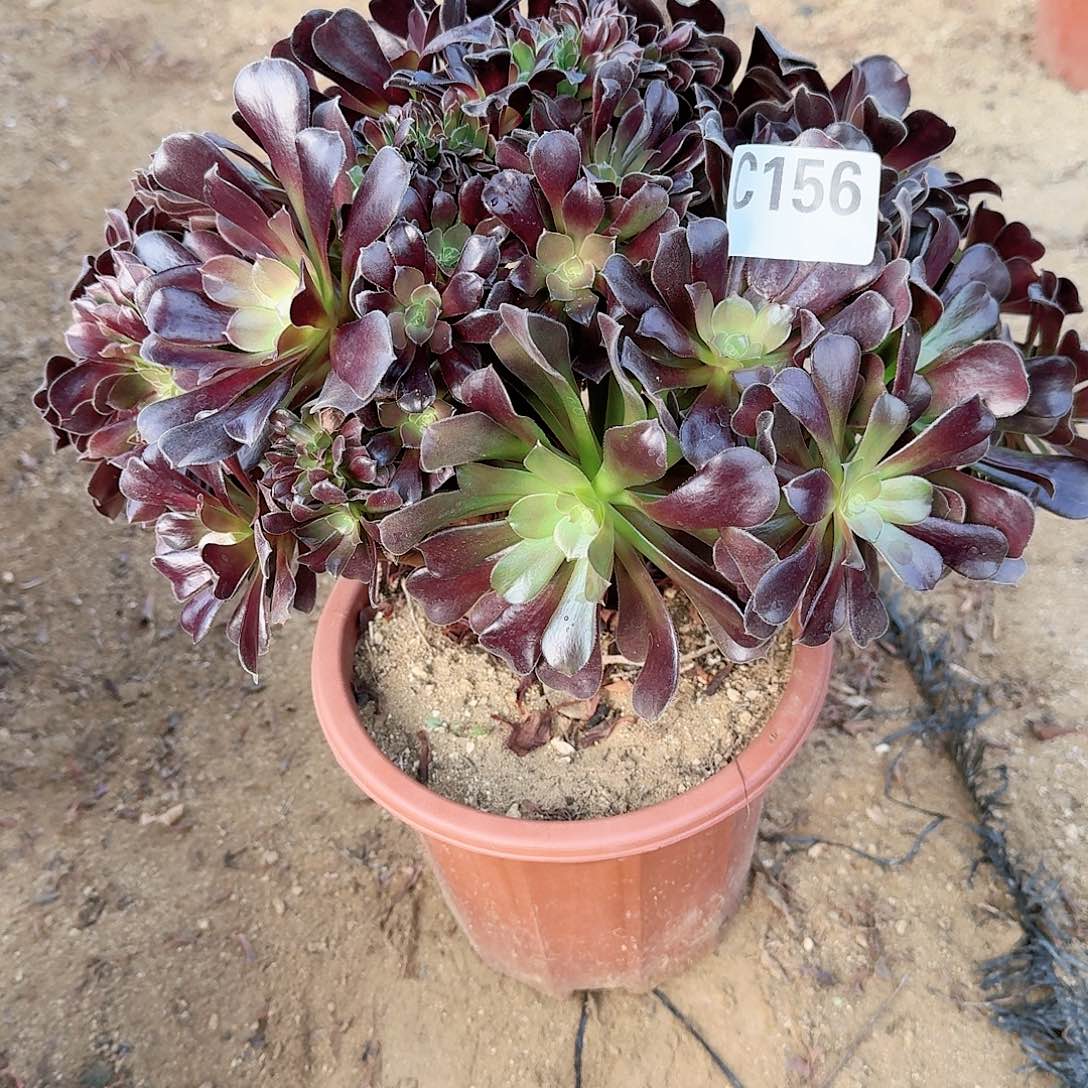 156欧紫一颗呀呀