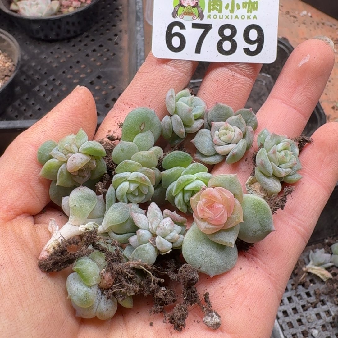 多肉植物的多肉植物