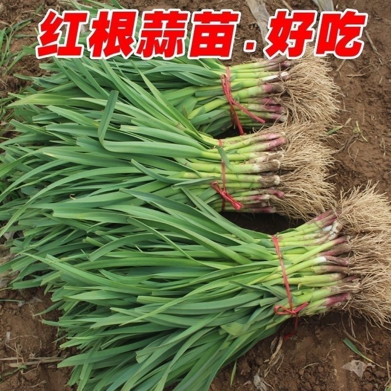 河南现挖现发本地农家露天种植紫皮红根蒜苗新鲜蒜香味浓应季蔬菜