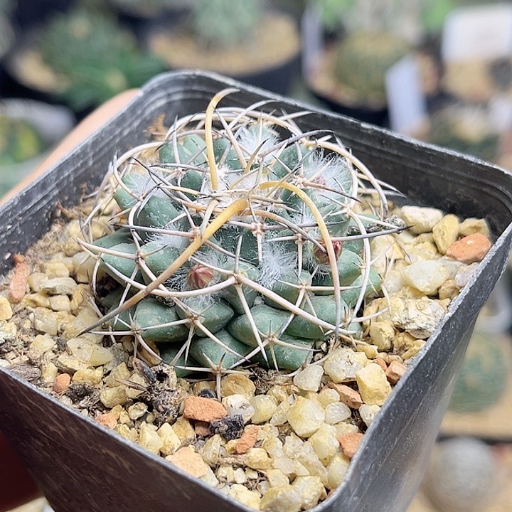 长刺瓦格纳乳突实生球4.3公分