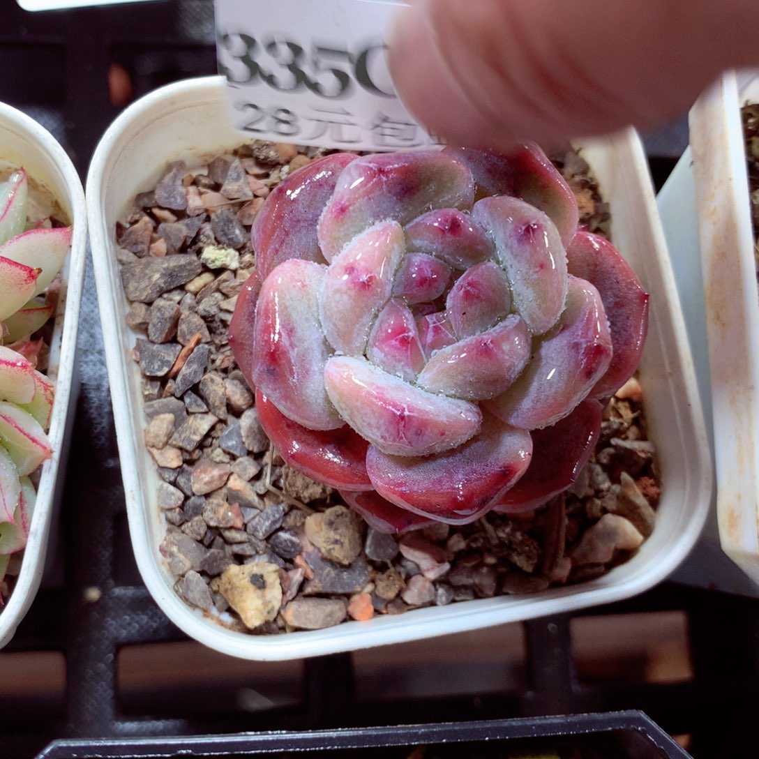 5厘米盆精控多肉335