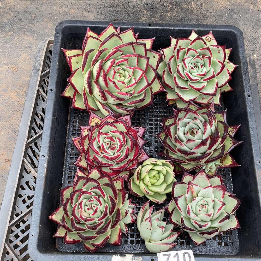 若如东云组拍710（冷链）