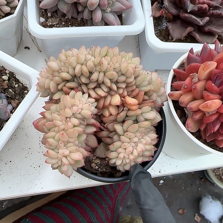 青蛙王子儿童牙膏111