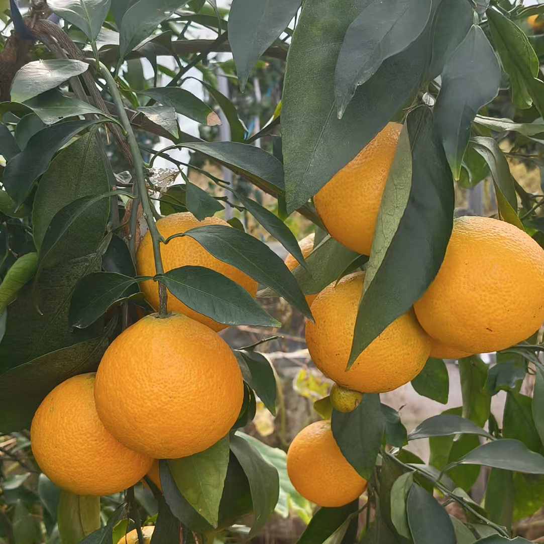 浙江红美人柑橘爱媛28号新鲜应季5斤装