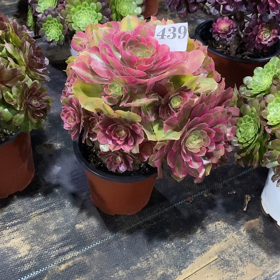 红袖439多肉法师植物