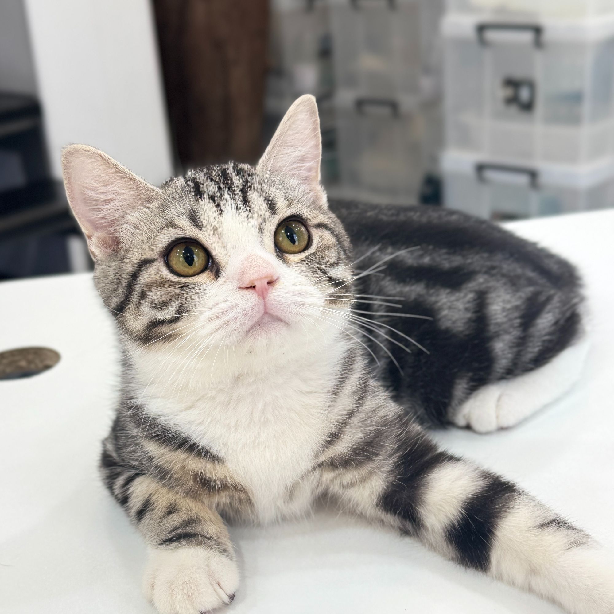 来了姊妹-美短起司猫 弟弟 015