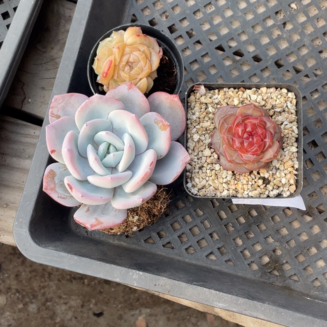 海***瑾576号糖心冰心珍妮3