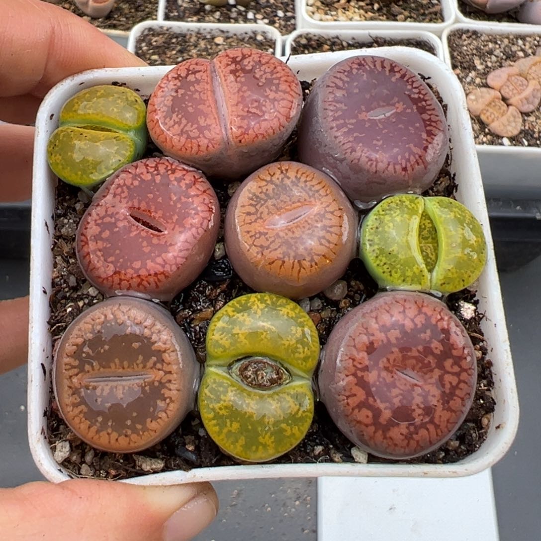 2.8好看的多肉018