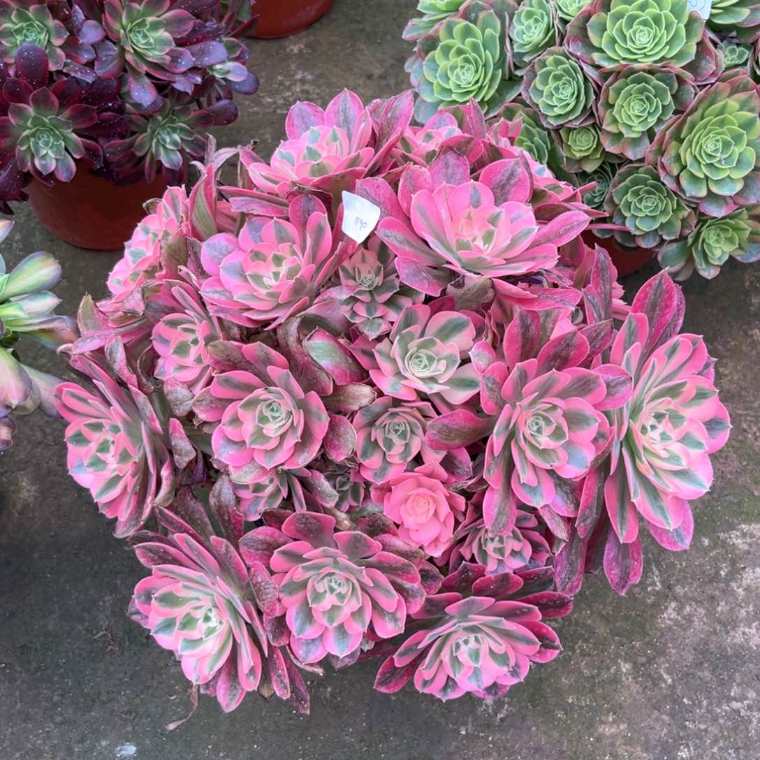 多肉植物女巫1190