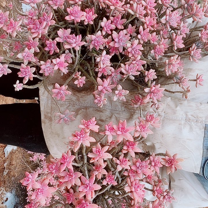 大***蒋大力蒋的2颗秋丽一物一拍