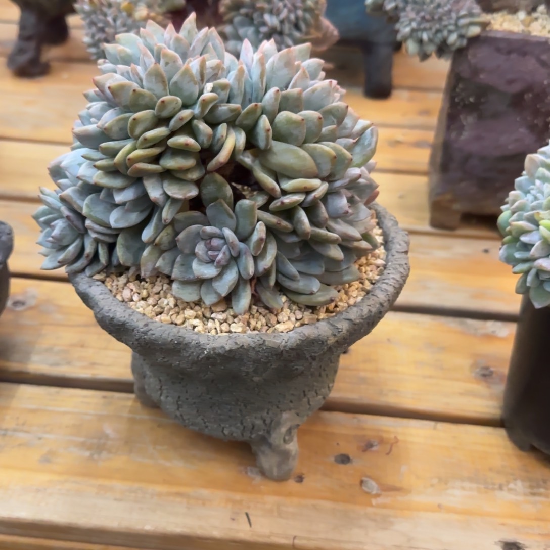 片*多肉植物一物一拍
