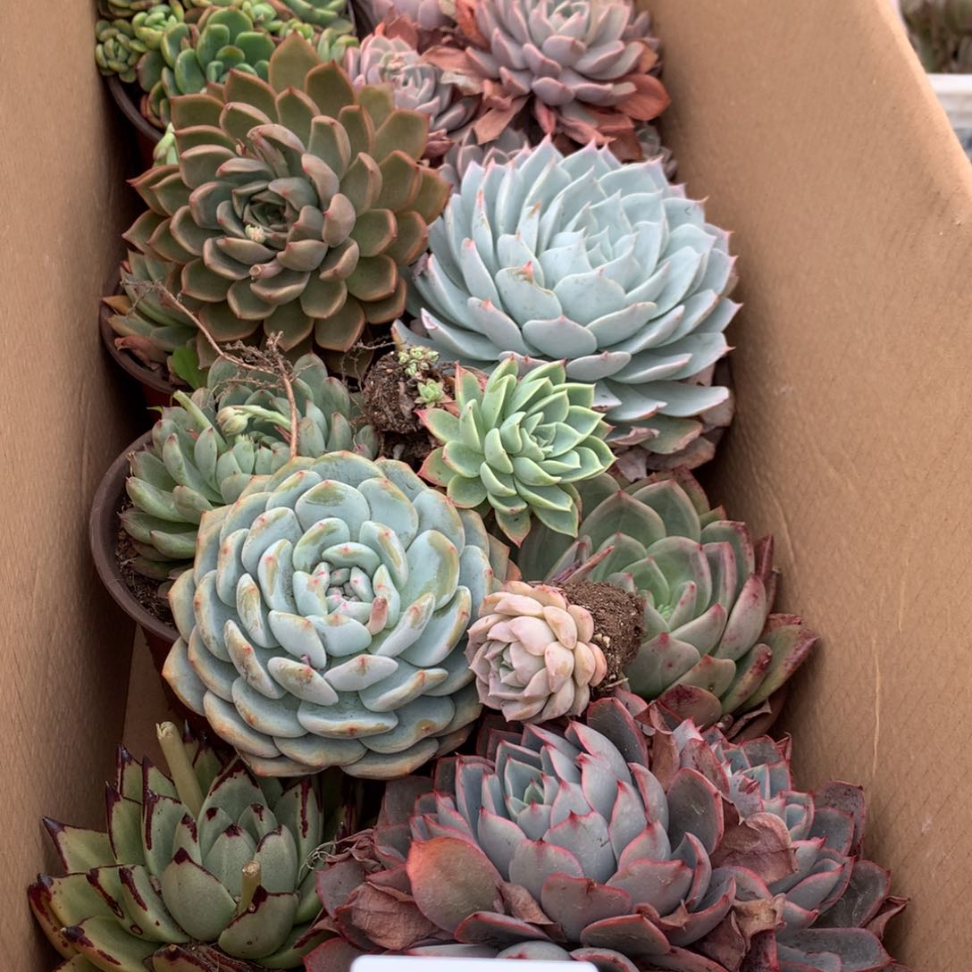 14一箱十棵不重复