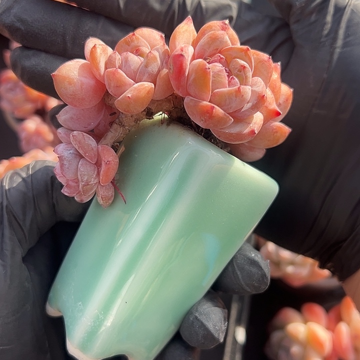 花***板五头星影带盆发的时候