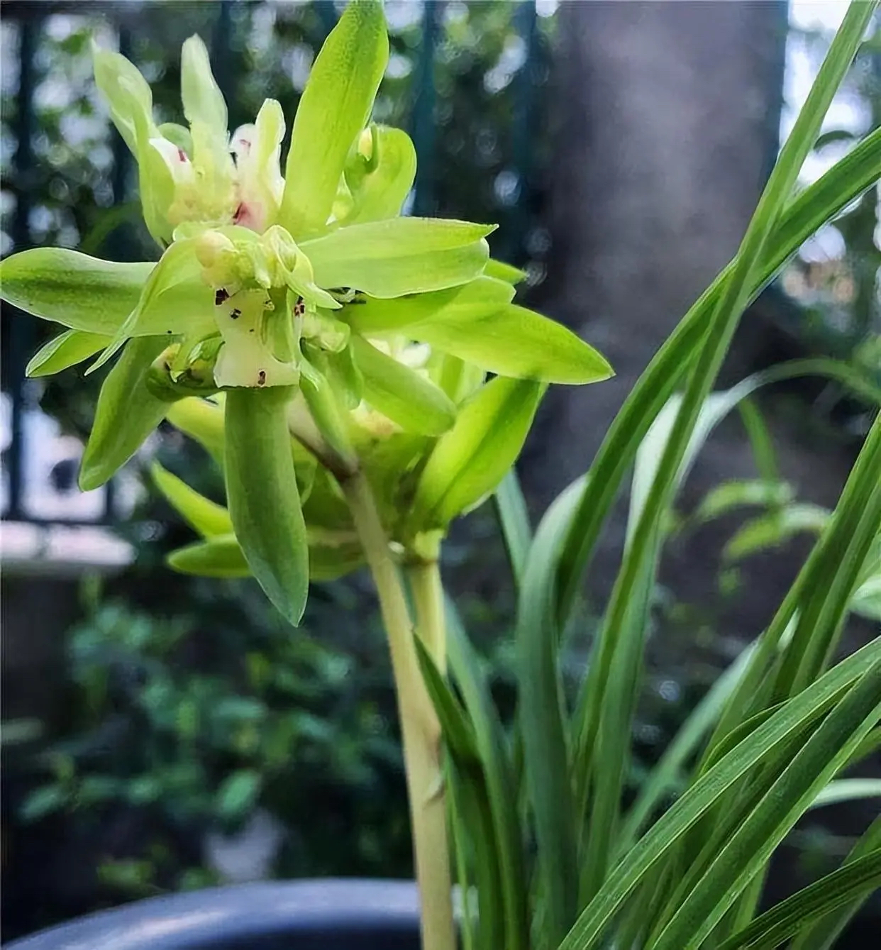 春兰【余蝴蝶】春兰老种名品 奇花浓香 曾经的天价兰花