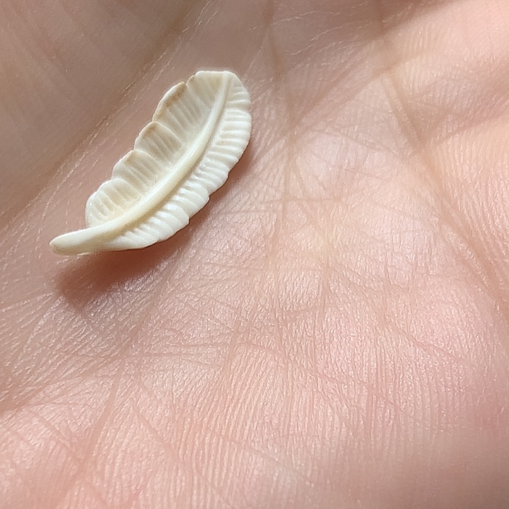 龖***其他猛犸象牙猛犸牙掉了羽毛