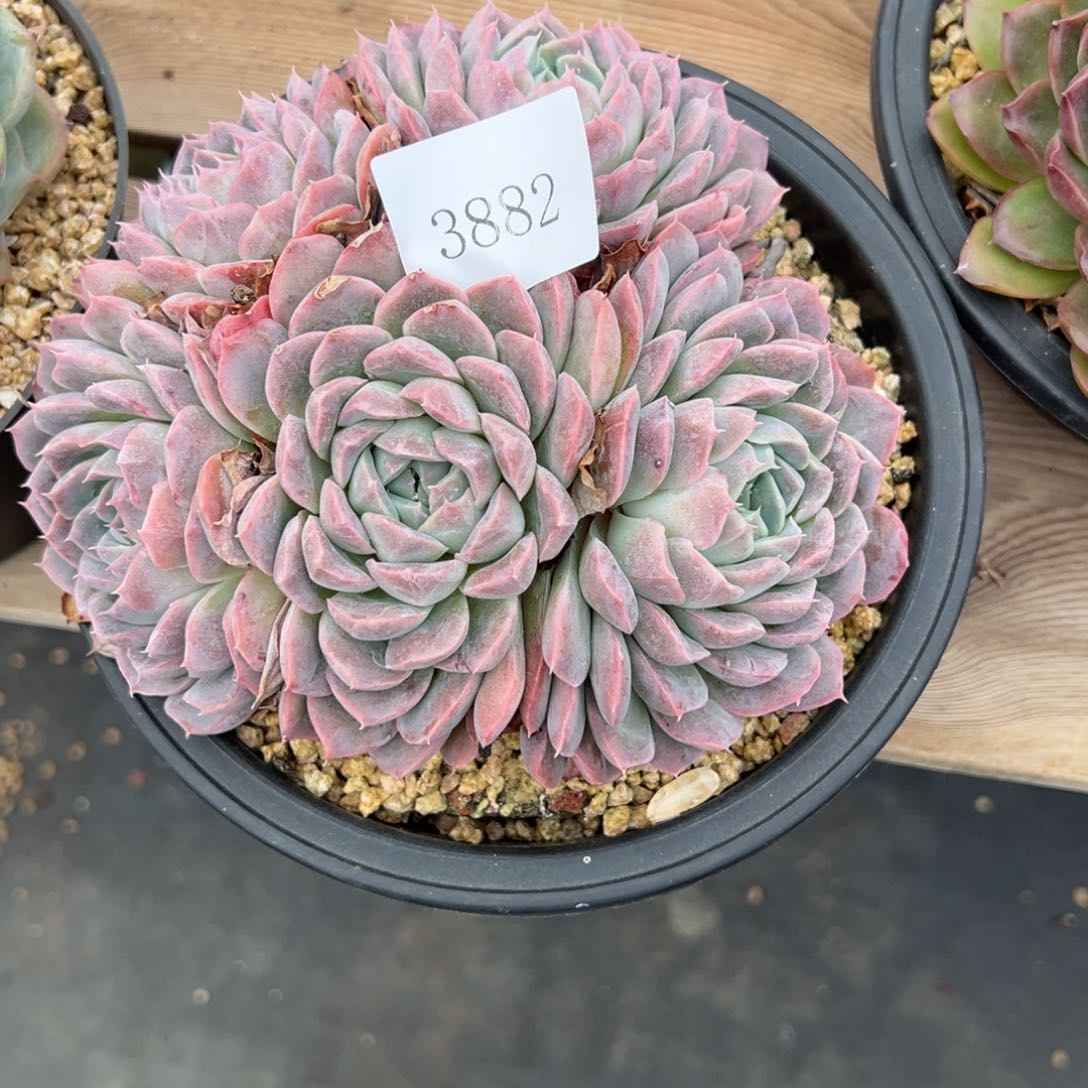 A**a3882多肉多多多多多多d