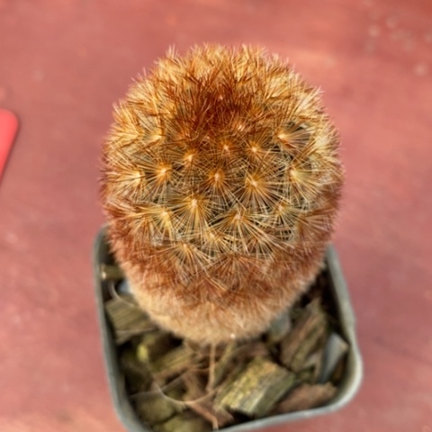 红刺嘉文丸3仙人球