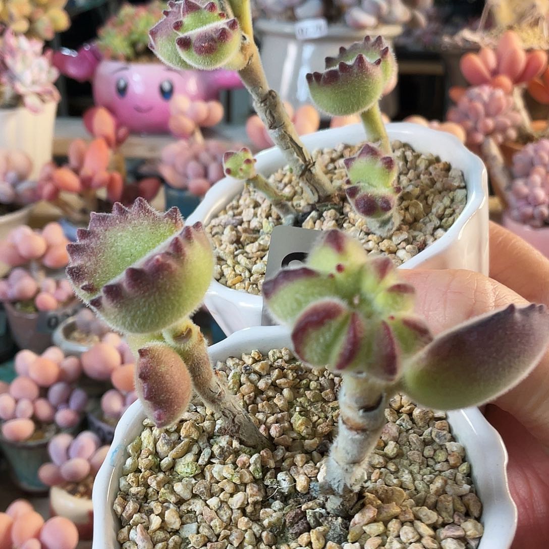 多肉植物的生长发育与生长发育第三