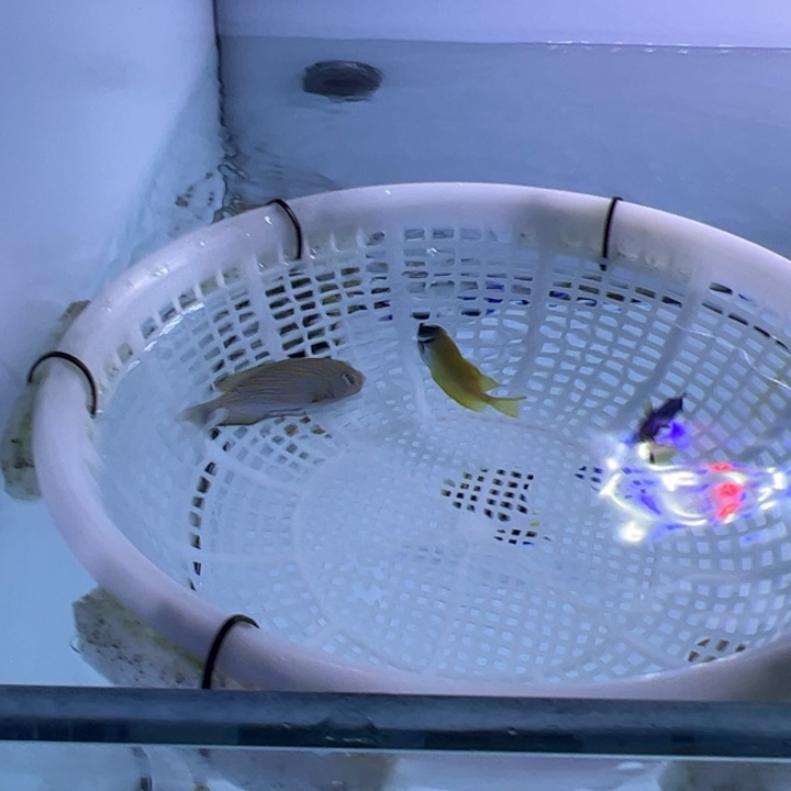 海水鱼蓝吊5cm+ 165  人工狐狸120 文吊 200 包装10运费35